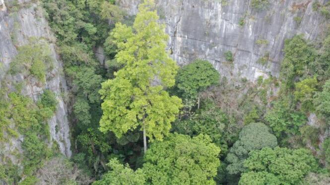 廣西發現中國巖溶地區最高樹